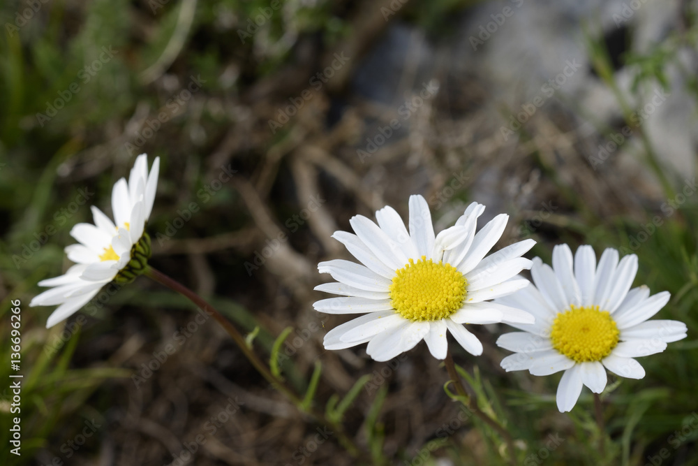 Leucanthemum burnatii / Marguerite de Burnat Leucanthemum burnatii / Marguerite de Burnat