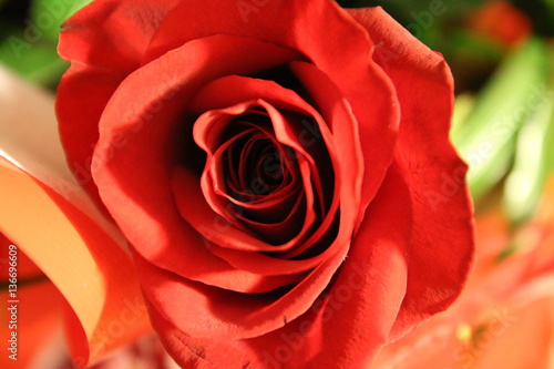 dettaglio di una rosa rossa