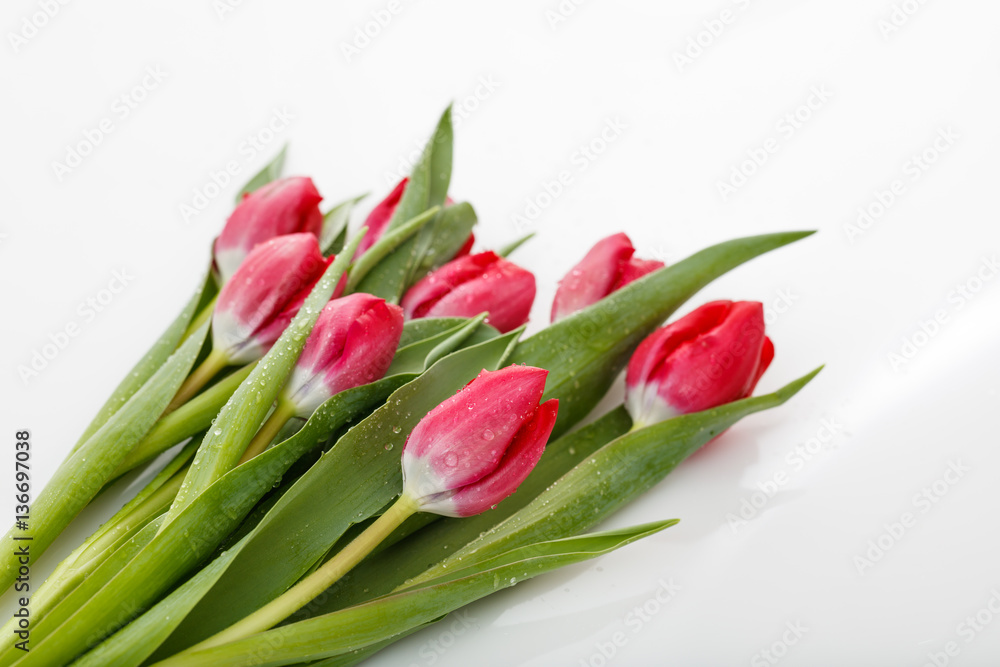 Red tulips on white background Red tulips on white background