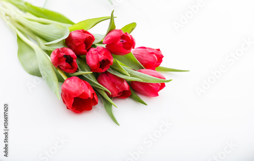 Red tulips on white background