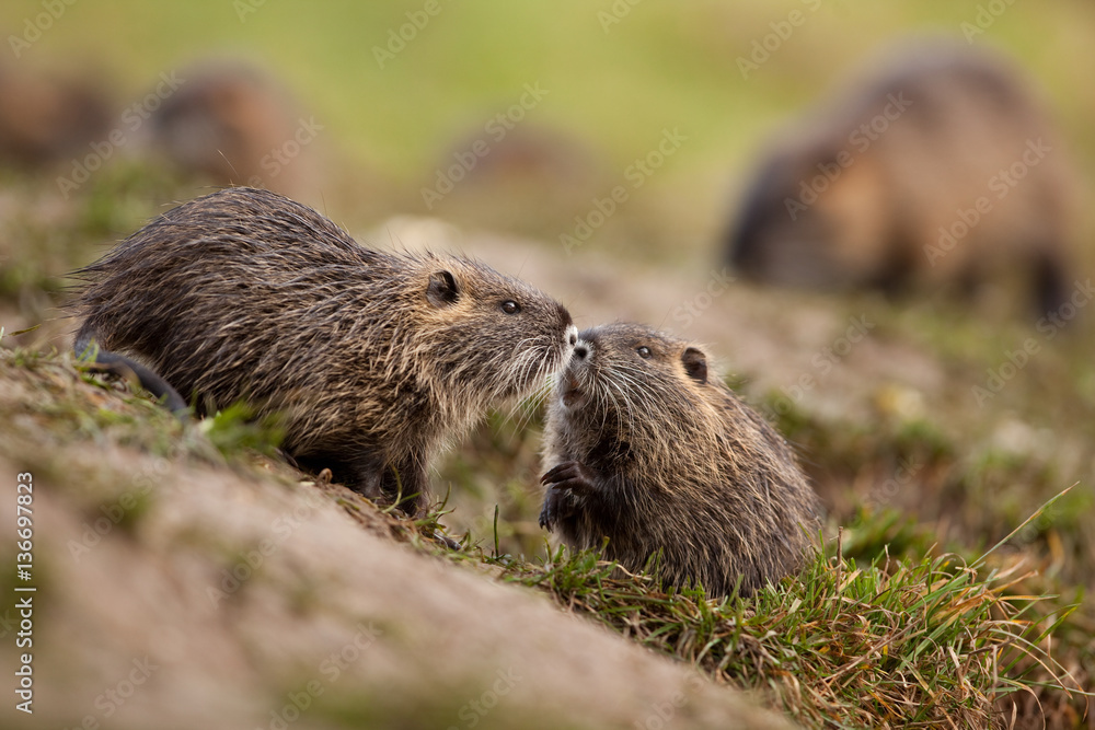 coypu, myocastor coypus, Czech republic coypu, myocastor coypus, Czech republic