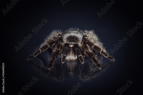 Big spider tarantula is on a black background 