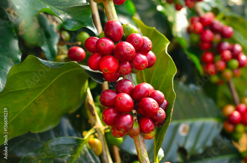 coffee beans on tree