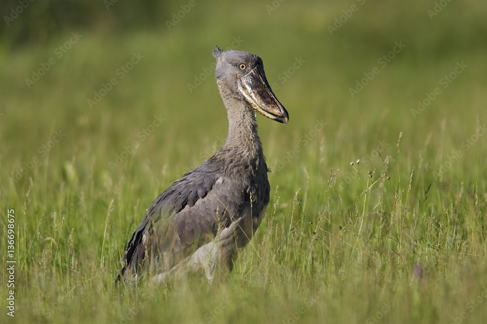 Balaeniceps rex / Bec-en-sabot Balaeniceps rex / Bec-en-sabot