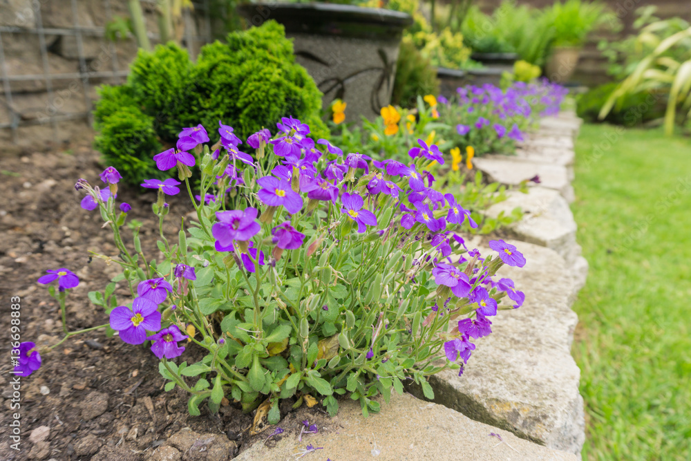 Purple Flowers in the UK