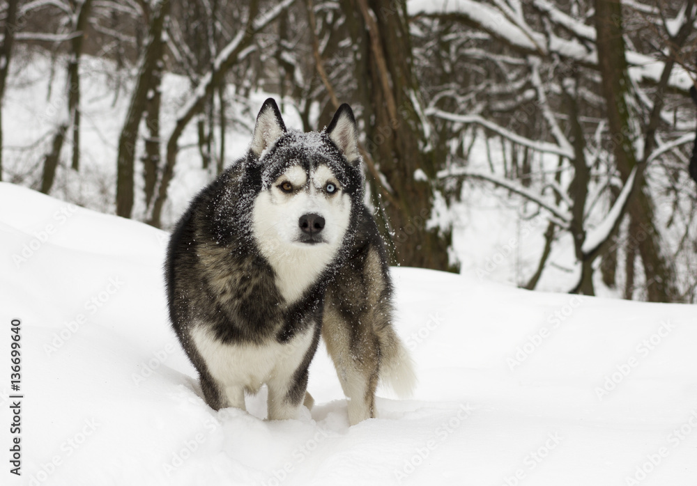 husky snow winter beautiful proud animal wild dog wolf husky snow winter beautiful proud animal wild dog wolf