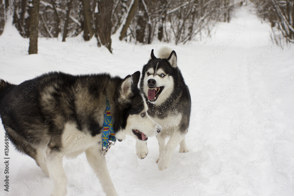 angry aggressive husky snow winter beautiful proud animal wild dog wolf