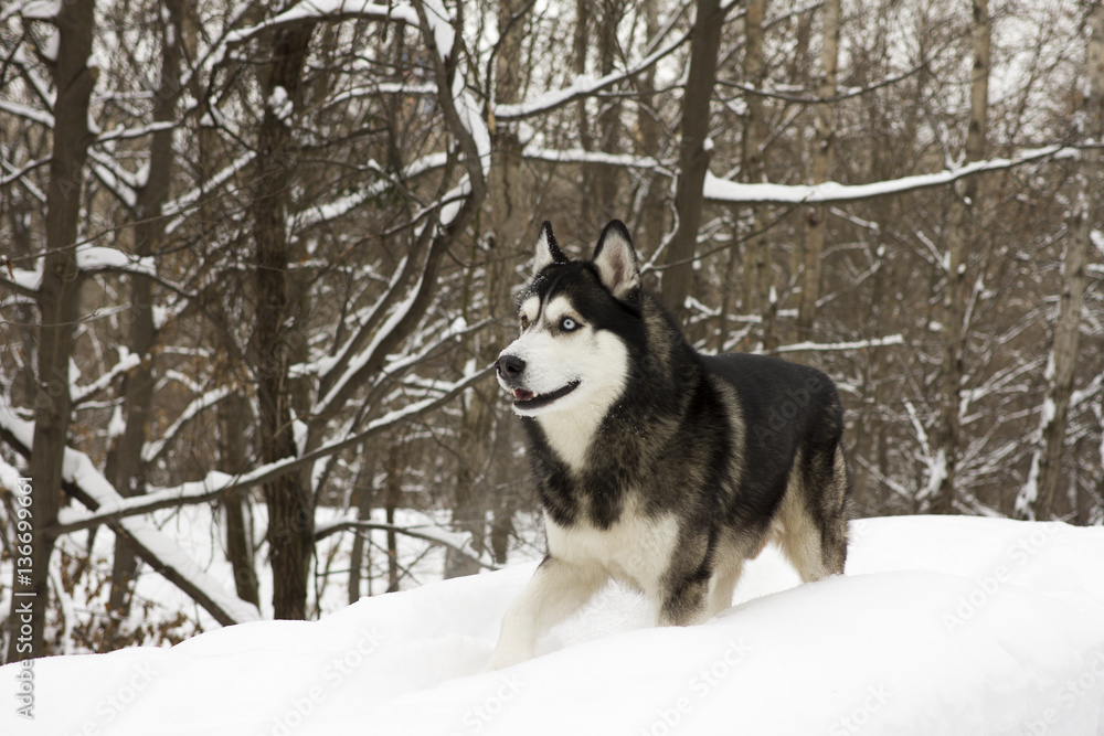 husky snow winter beautiful proud animal wild dog wolf