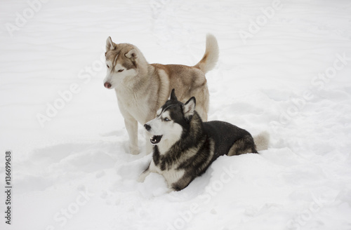 two couple husky snow winter beautiful proud animal wild dog wolf
