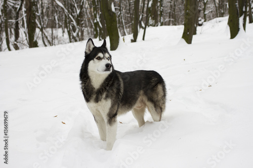 husky snow winter beautiful proud animal wild dog wolf © TimofeyRM