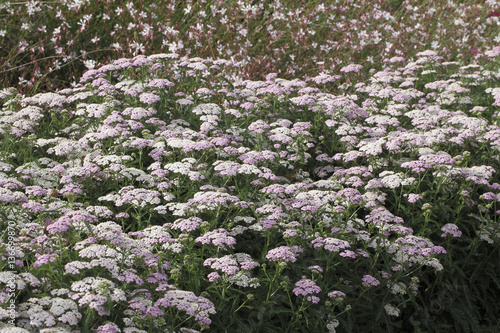 Achillea millefolium   Achill  e  Apple Blossom 