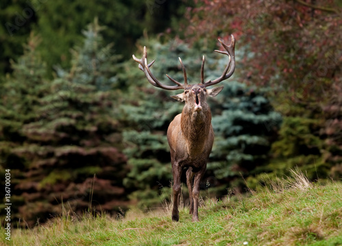 red deer  cervus elaphus  Czech republic