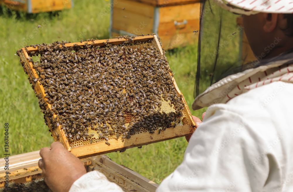 Beekeeper inspects bee family. Cell bees. Beekeeper inspects bee family. Cell bees.
