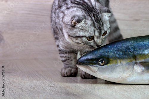 British cat sniffs tuna fish. On the background of wood
