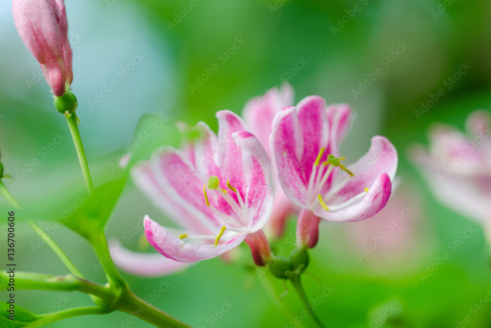 Beautiful flower on a green background. Beautiful flower on a green background.