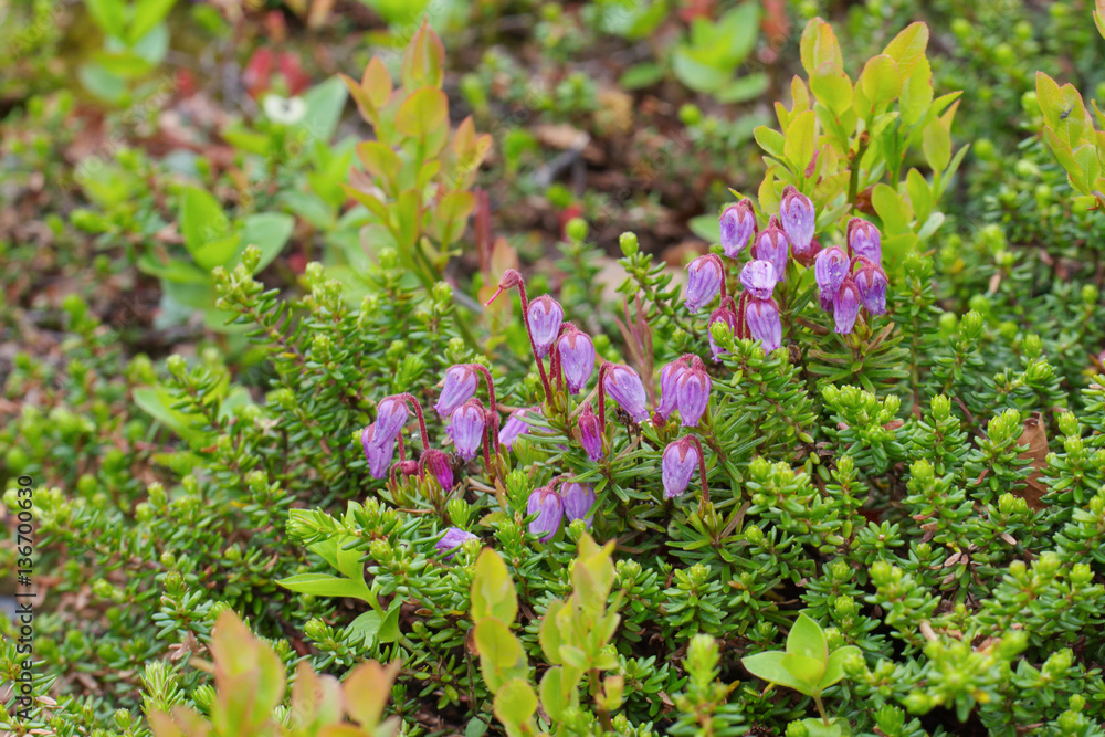 Flowers on a green background. Flowers on a green background.