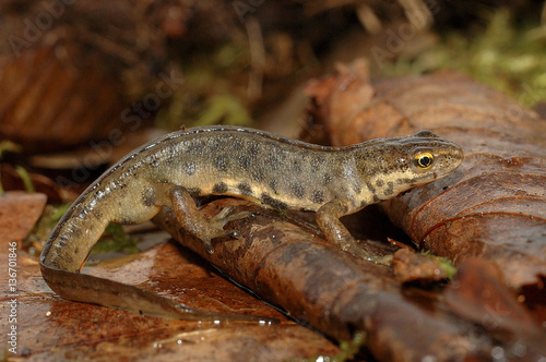 Triturus vulgaris / Triton ponctué