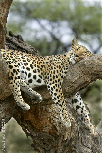 Panthera pardus shortridgei / Léopard / Panthère