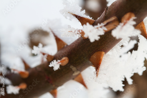 Frozen thorns plant covered with ice crystals © marketlan