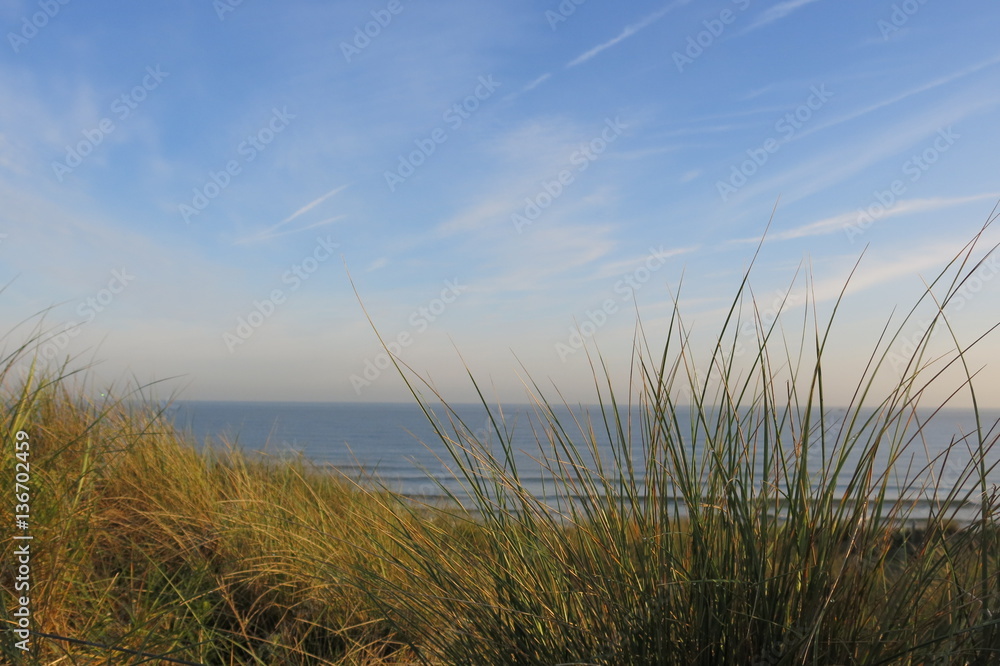 Oyats dans les dunes Oyats dans les dunes