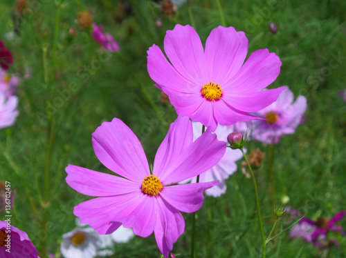 Pair of blooming vibrant pink color Cosmos flowers in the green grass field 