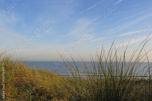 Oyats dans les dunes