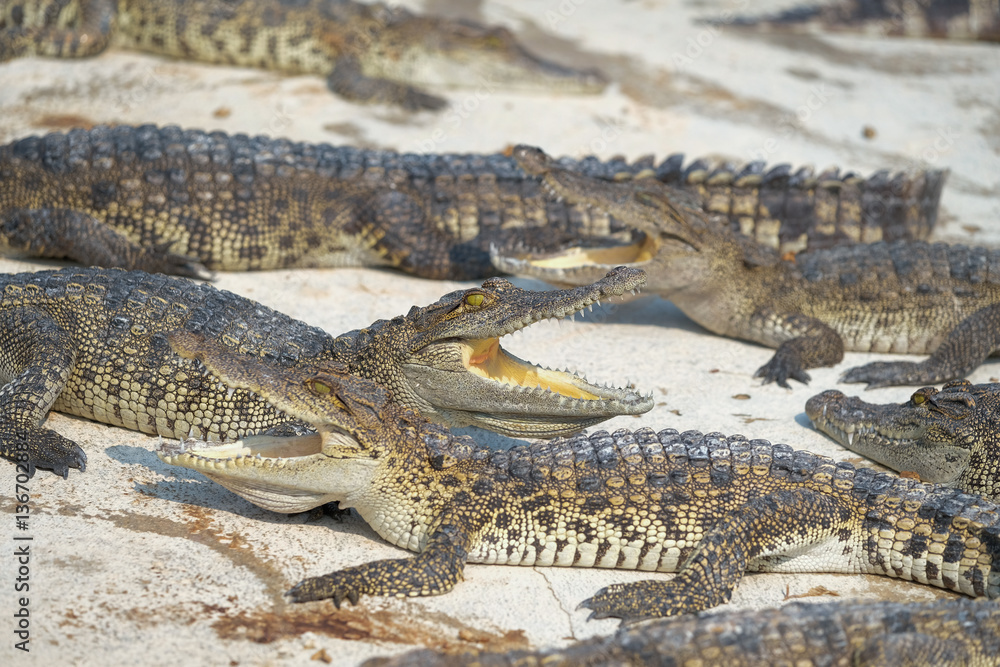 Fototapeta premium Water bodies on the Crocodile baby
