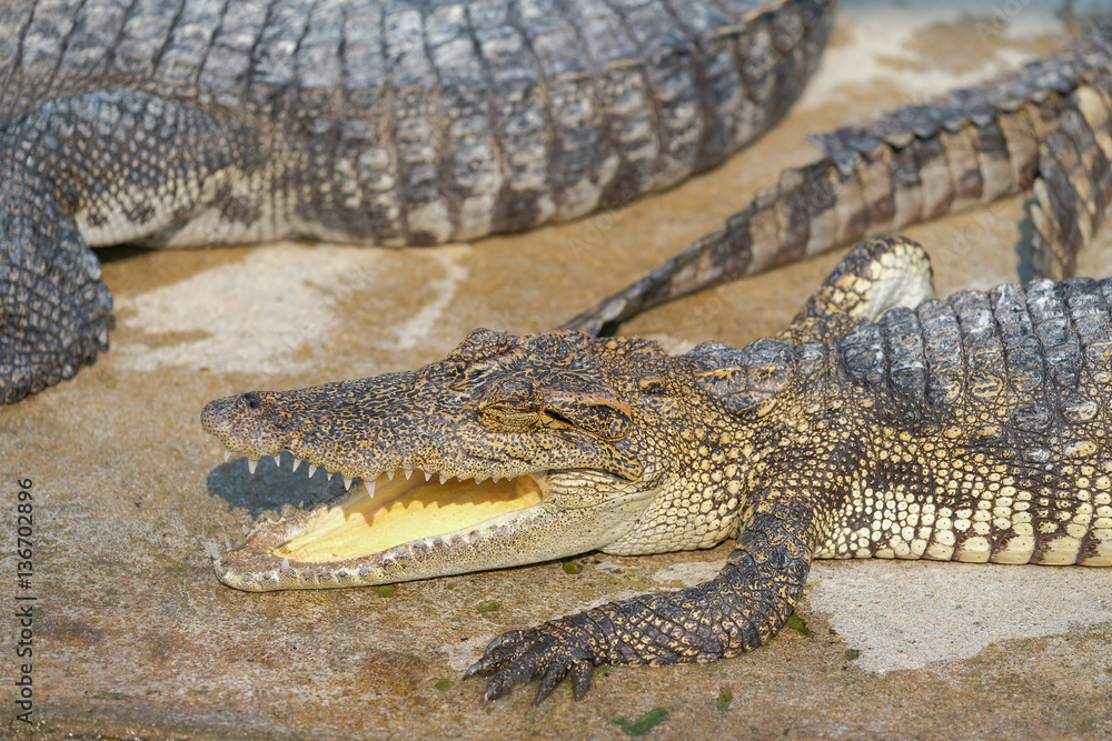 Fototapeta premium Water bodies on the Crocodile baby