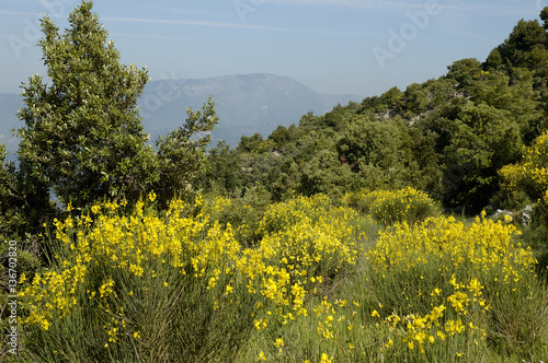 Spartium junceum / Genêt d'Espagne photo