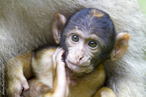 Macaca sylvanus / Magot / Macaque de Barbarie © PIXATERRA