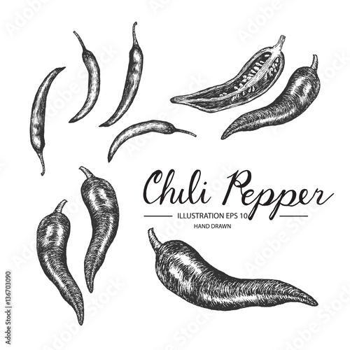 Chili pepper hand drawn collection by ink and pen sketch. Isolated vector design for fruit and vegetable products and health care goods.