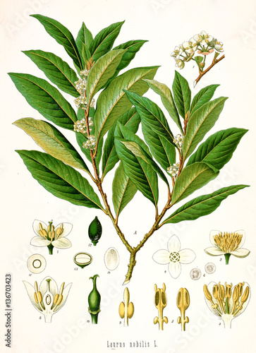 Illustration botanique / Laurus nobilis / Laurier noble