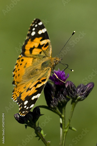 Cynthia cardui / Vanesse des chardons / Belle dame photo