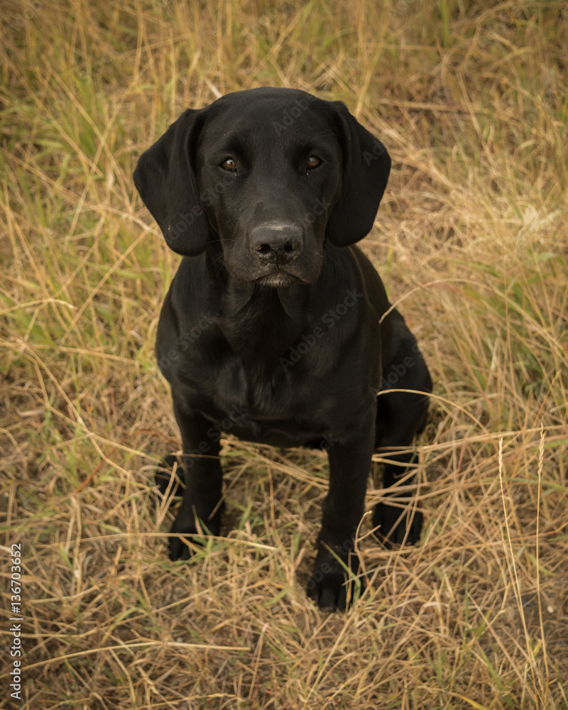 Black Lab