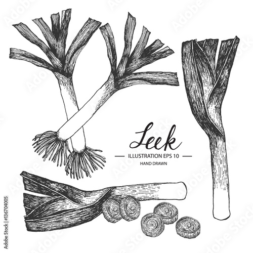 Leek hand drawn collection by ink and pen sketch. Isolated vector design for fruit and vegetable products and health care goods.