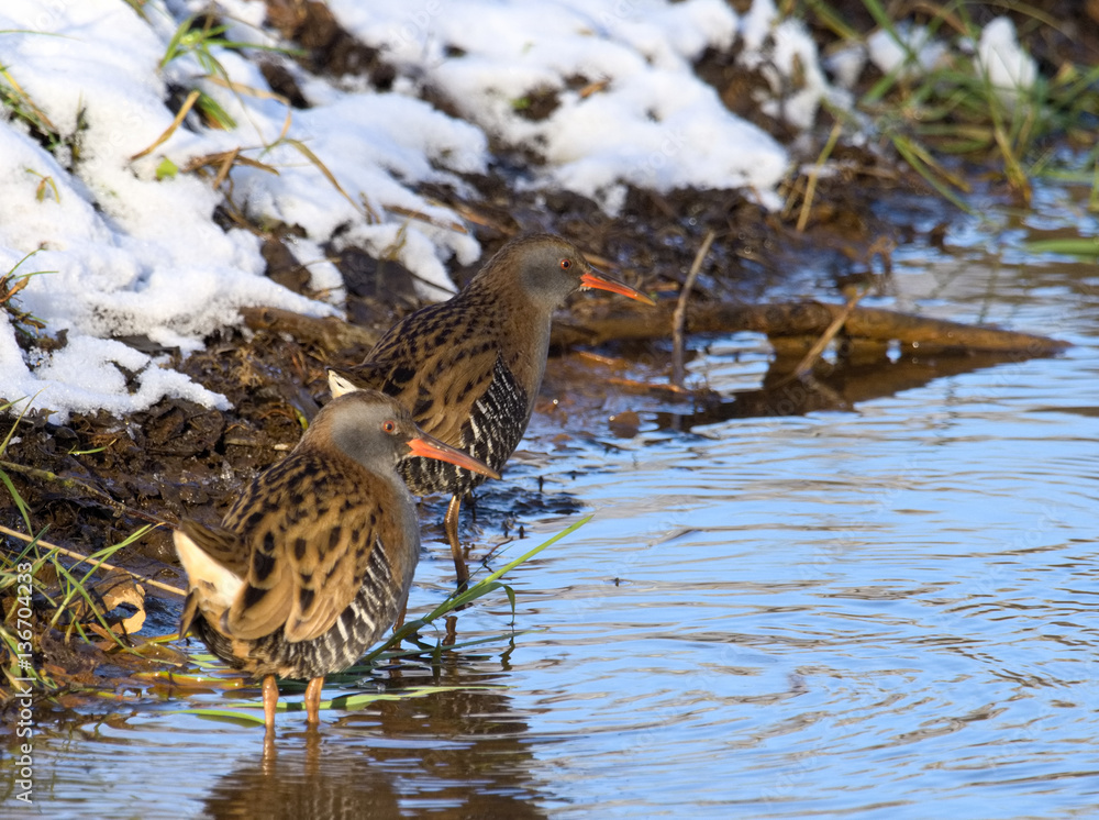 Fototapeta premium Water Rail ( Rallus aquaticus )