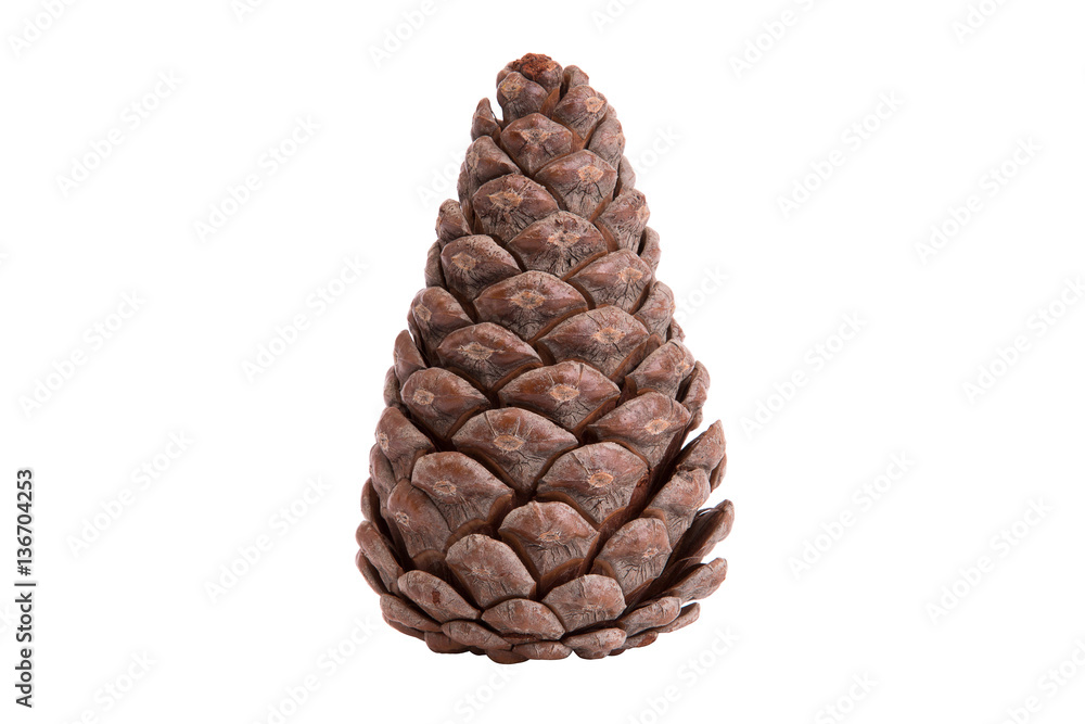 Cones on a white background Cones on a white background