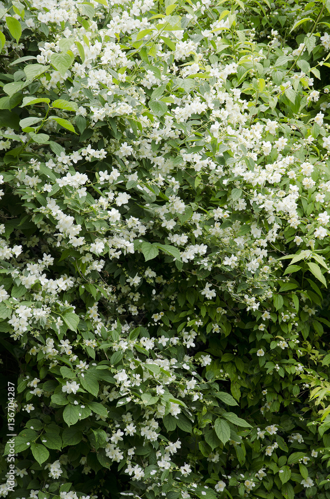 Philadelphus coronarius / Seringat Philadelphus coronarius / Seringat