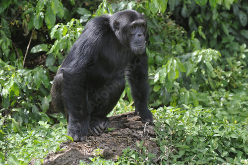 Pan troglodidytes   Chimpanz  