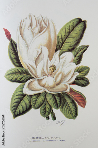 Illustration / Magnolia grandiflora / Magnolia à grandes fleurs