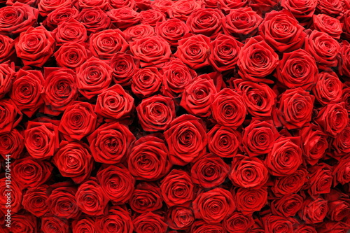 Fototapeta Naklejka Na Ścianę i Meble -  Red Roses Wall
