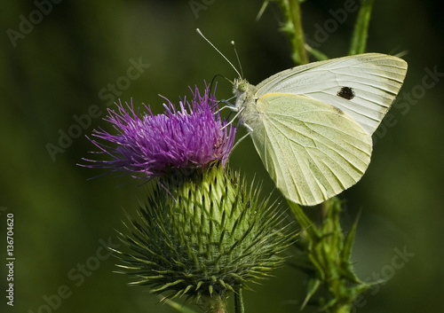 Pieris brassicae / Piéride du chou