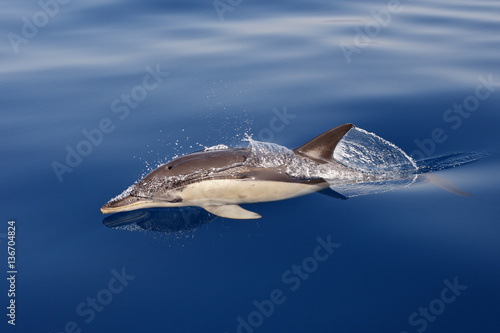 Delphinus delphis / Dauphin commun à bec court © PIXATERRA