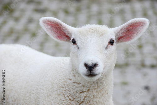 white lamb looking