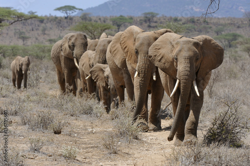 Loxodonta africana   El  phant d afrique