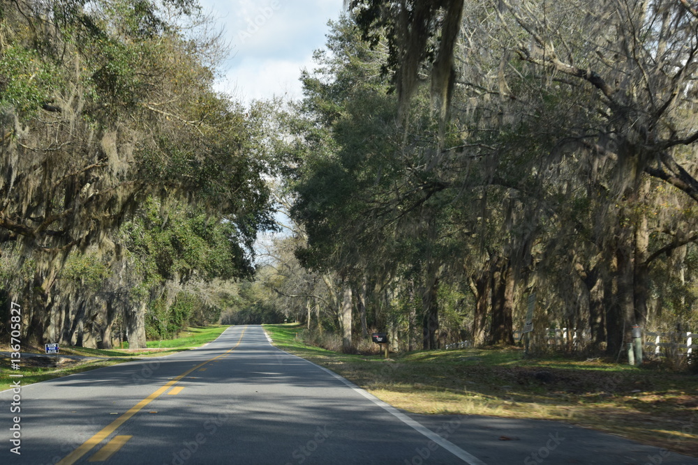 Highway through the Trees