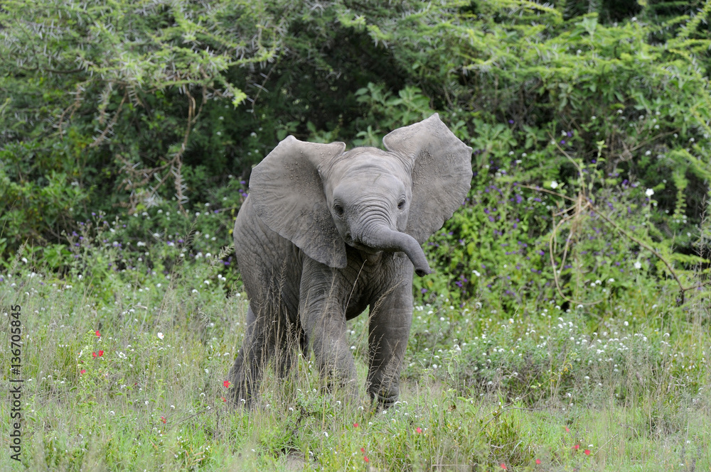 Loxodonta africana / Eléphant d'afrique
