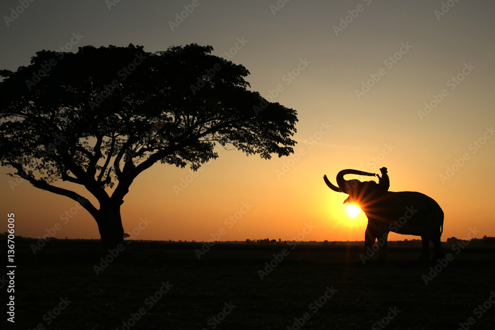 Thailand Silhouette elephant and mahout  tree shilouette