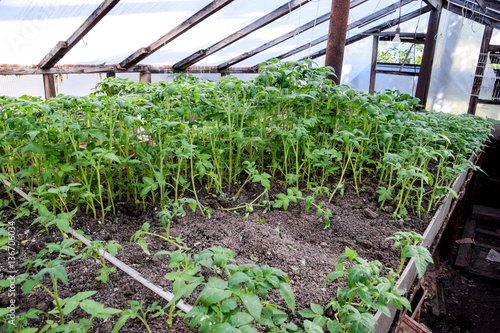 Seedlings of tomato. Growing tomatoes in the greenhouse. Seedlin