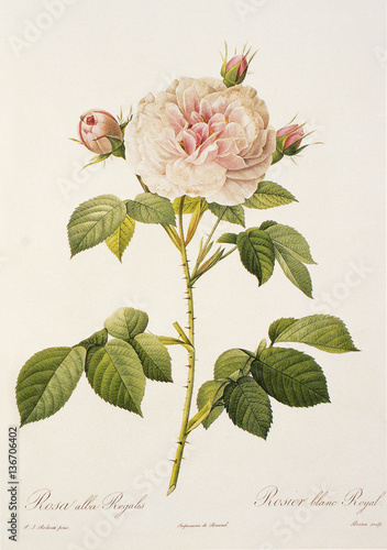 Illustration botanique / Rose 'Cuisse de Nymphe'